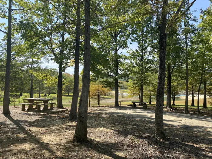 Picnic area sheltered between tall trees