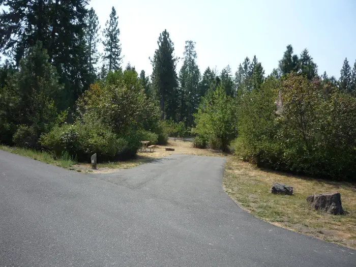 Hunters Campground trees in the background