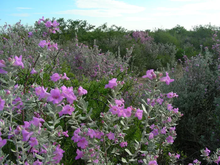 Blooming Purple sage or "Cenizo" around 277 N Group Campground