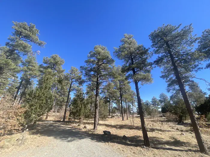 A photo of facility Mingus Mountain Campground view of several tall trees providing shade