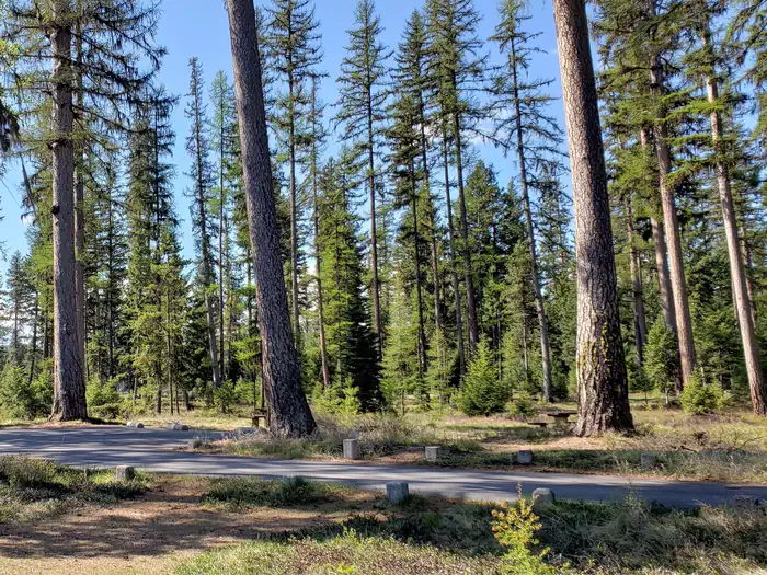 Spend time in an old-growth Western larch forest at Seeley Lake Campground.