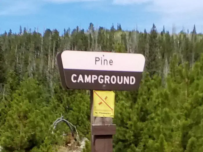 Pine entry