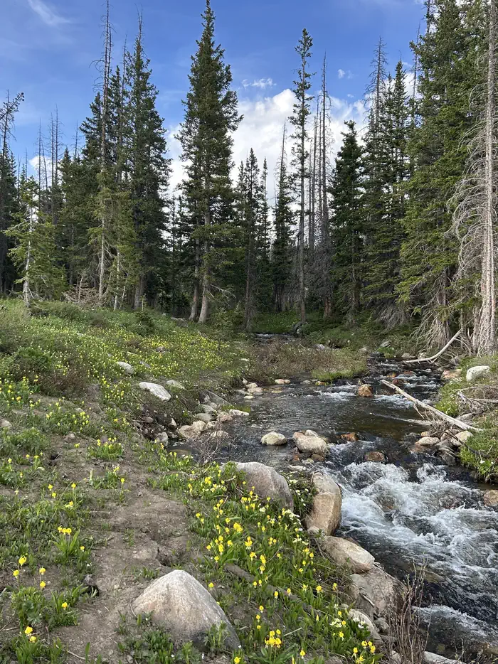 Flowers along Nash Fork