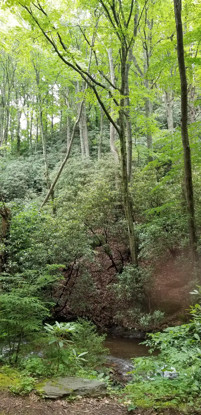 Creek running along forest floor.