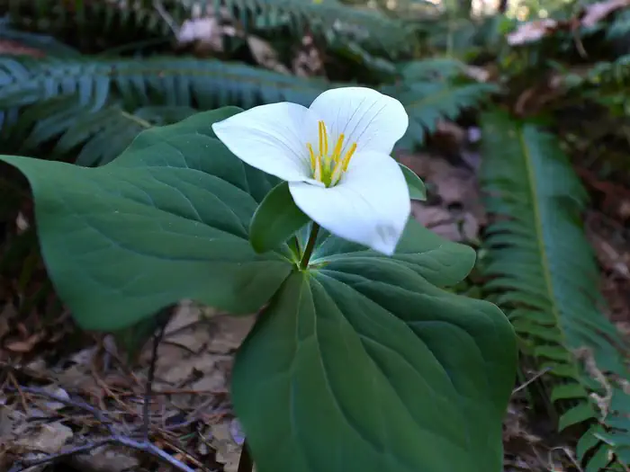 Flora in the forest.