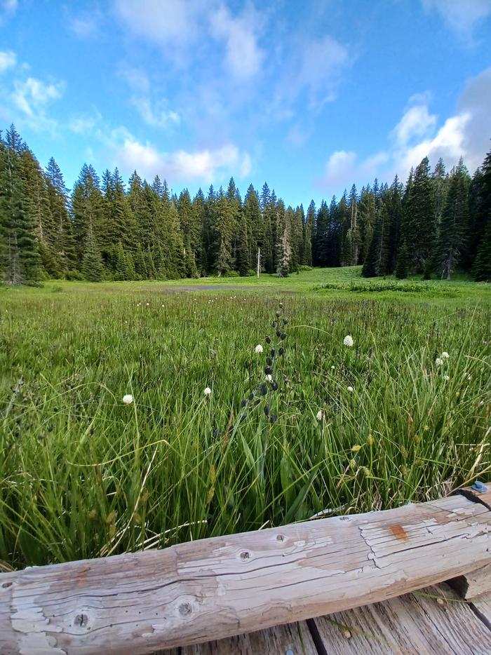 Meadow on Yellow Jacket Trail
