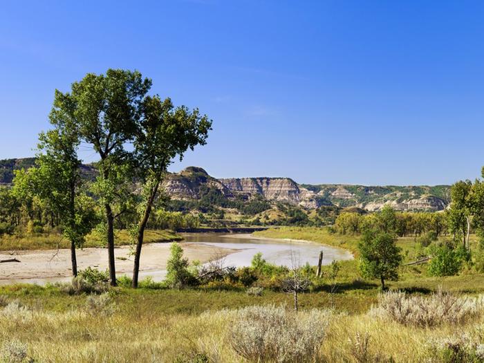 Cottonwood trees standing above a river with buttes in the background.