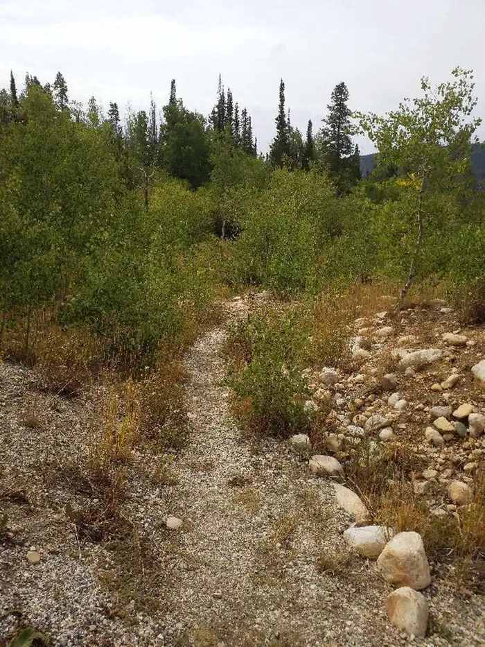Ryan Park Moose Trail 2
