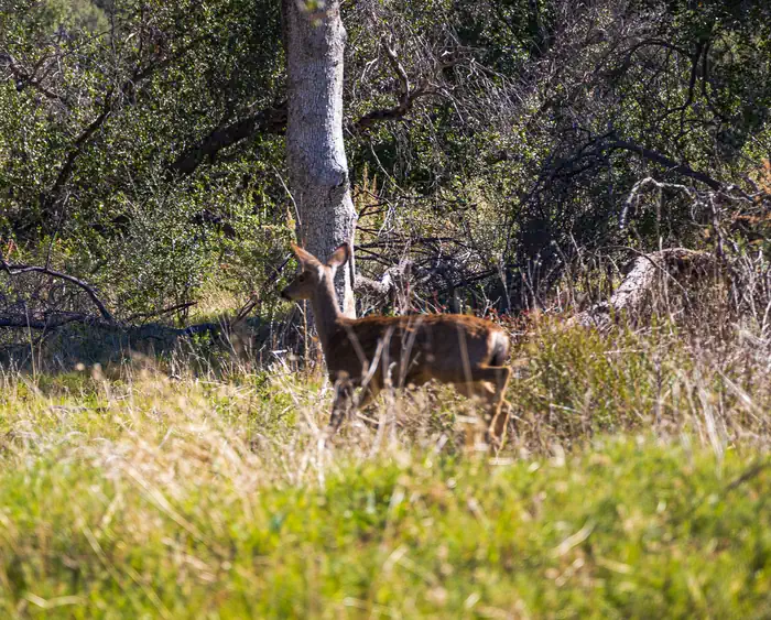 Deer at camp