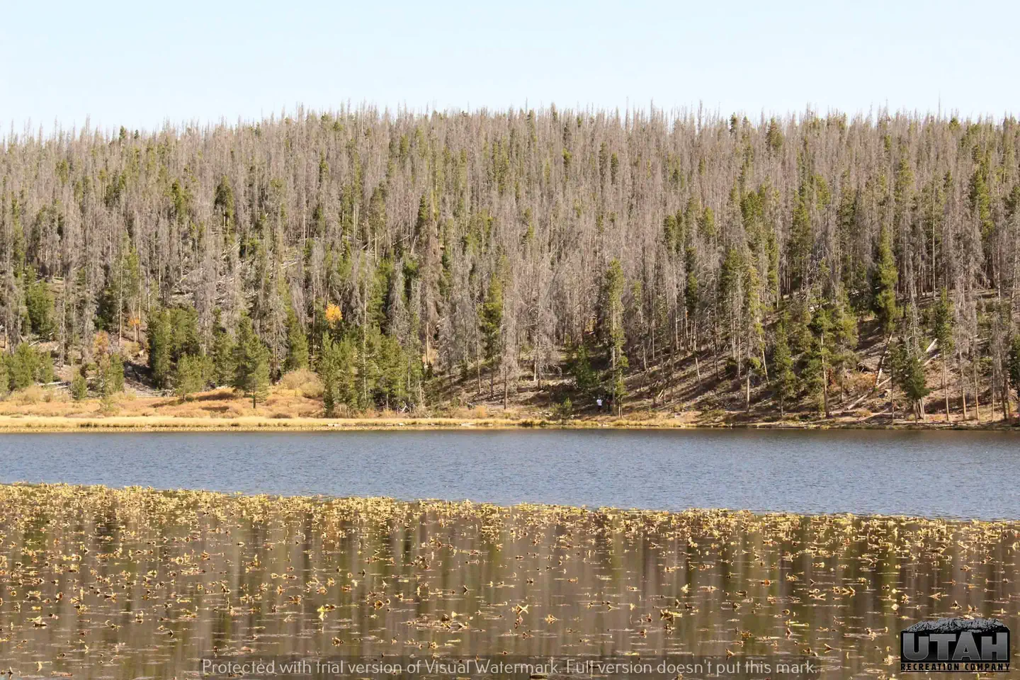 Bridger Lake Campground view