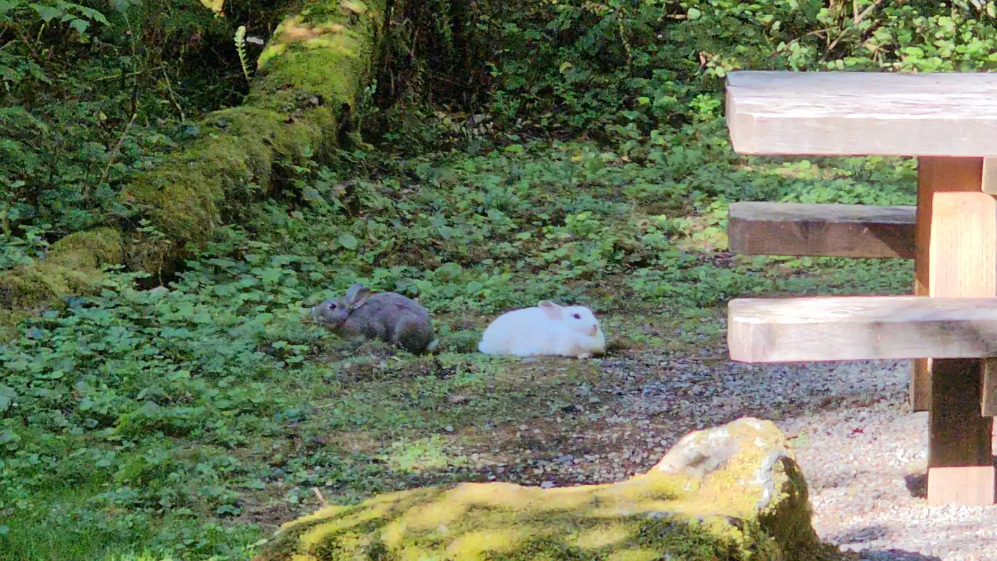 Local fauna