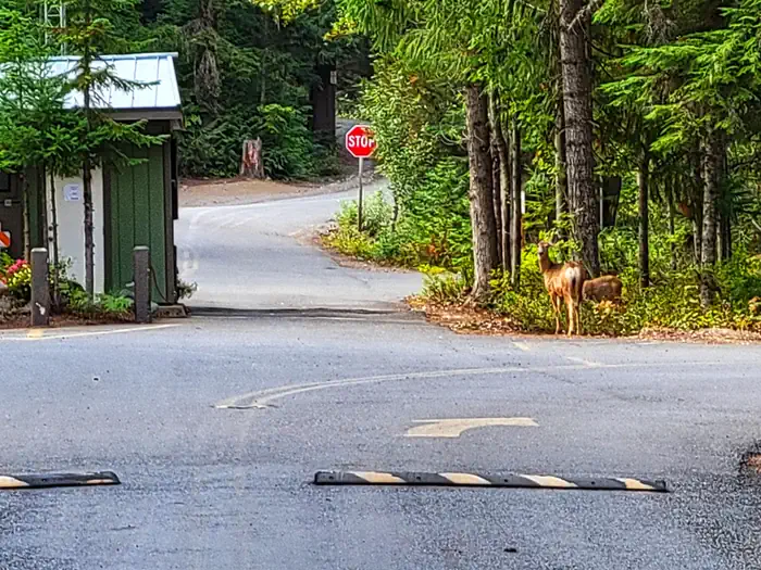 Kachess campground