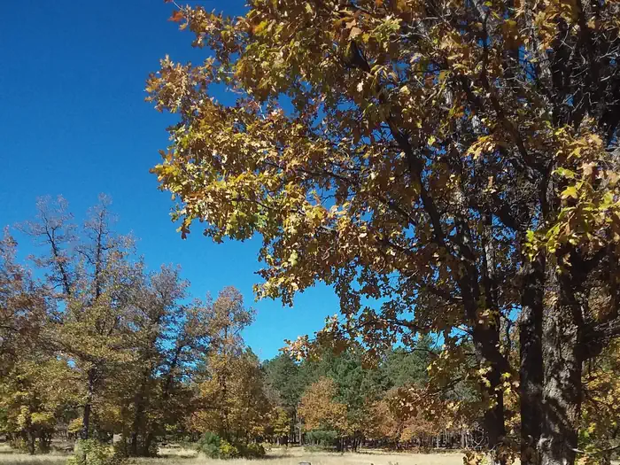Trees at aspen