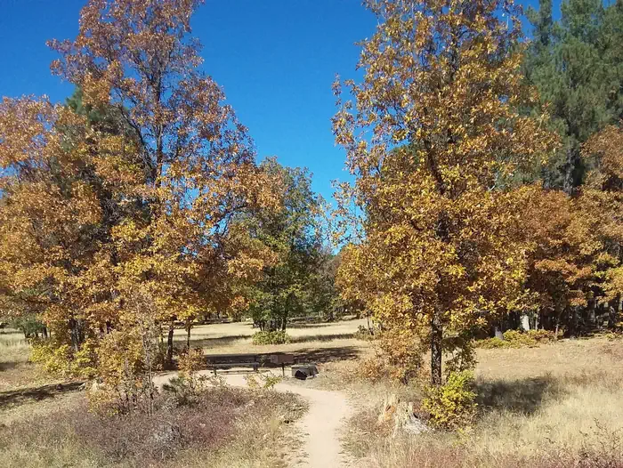 Campsite trees and table