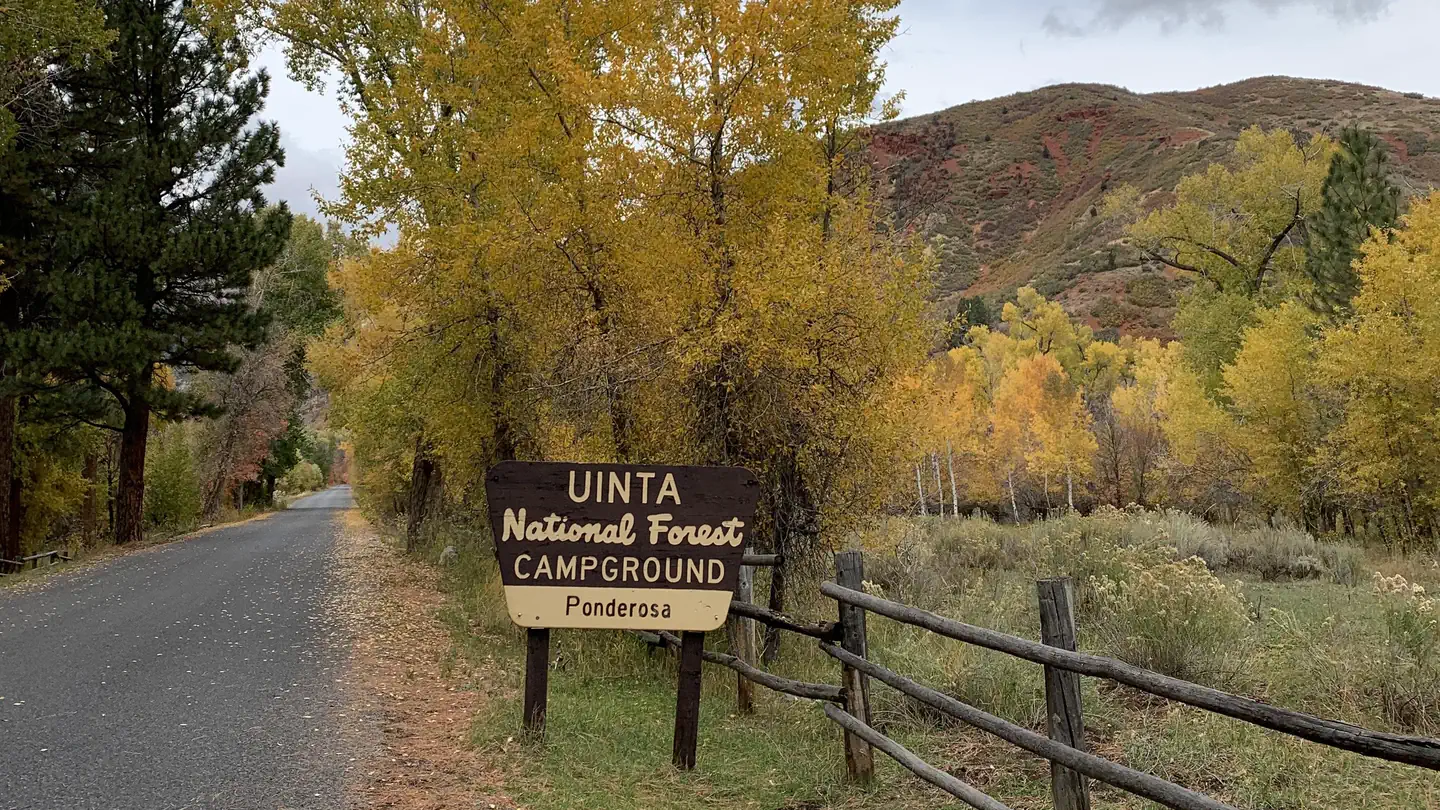 PONDEROSA UINTA