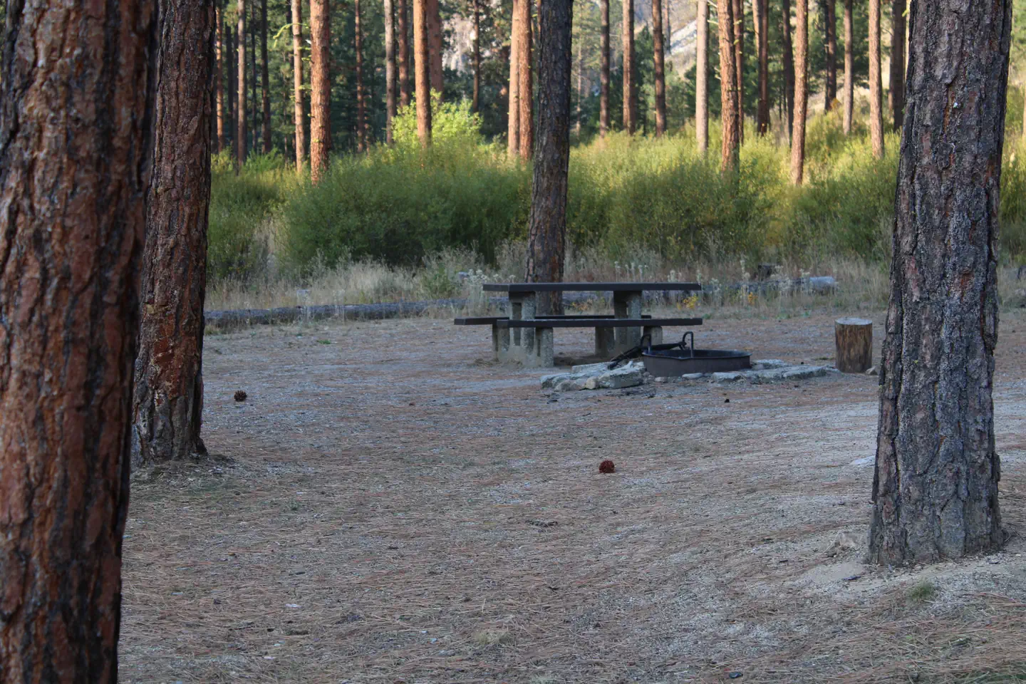Picnic table and fire ring viewed through trees