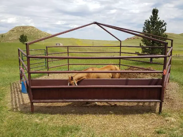 Horse in Corral