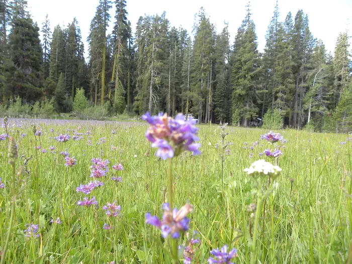 YUBA PASS CAMPGROUND