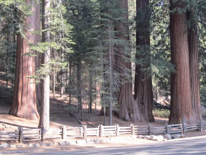 Lost Grove