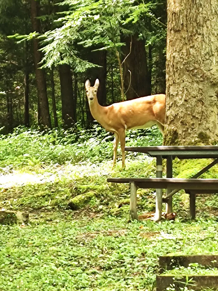 Wildlife in the campground
