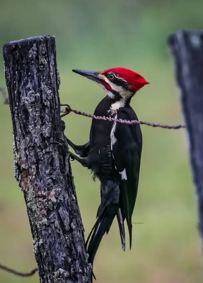 Pileated Woodpecker