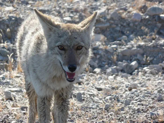 Coyote looking at camera