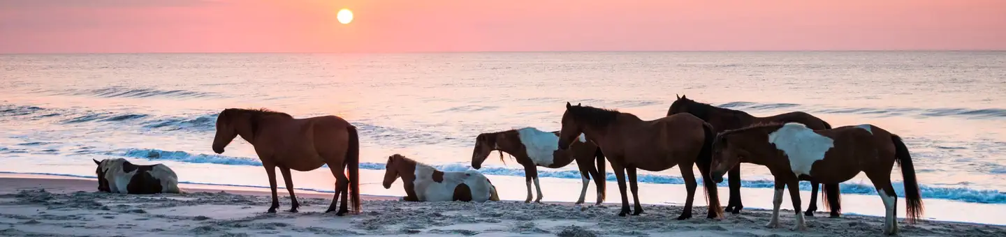 ASSATEAGUE ISLAND NATIONAL SEASHORE CAMPGROUND