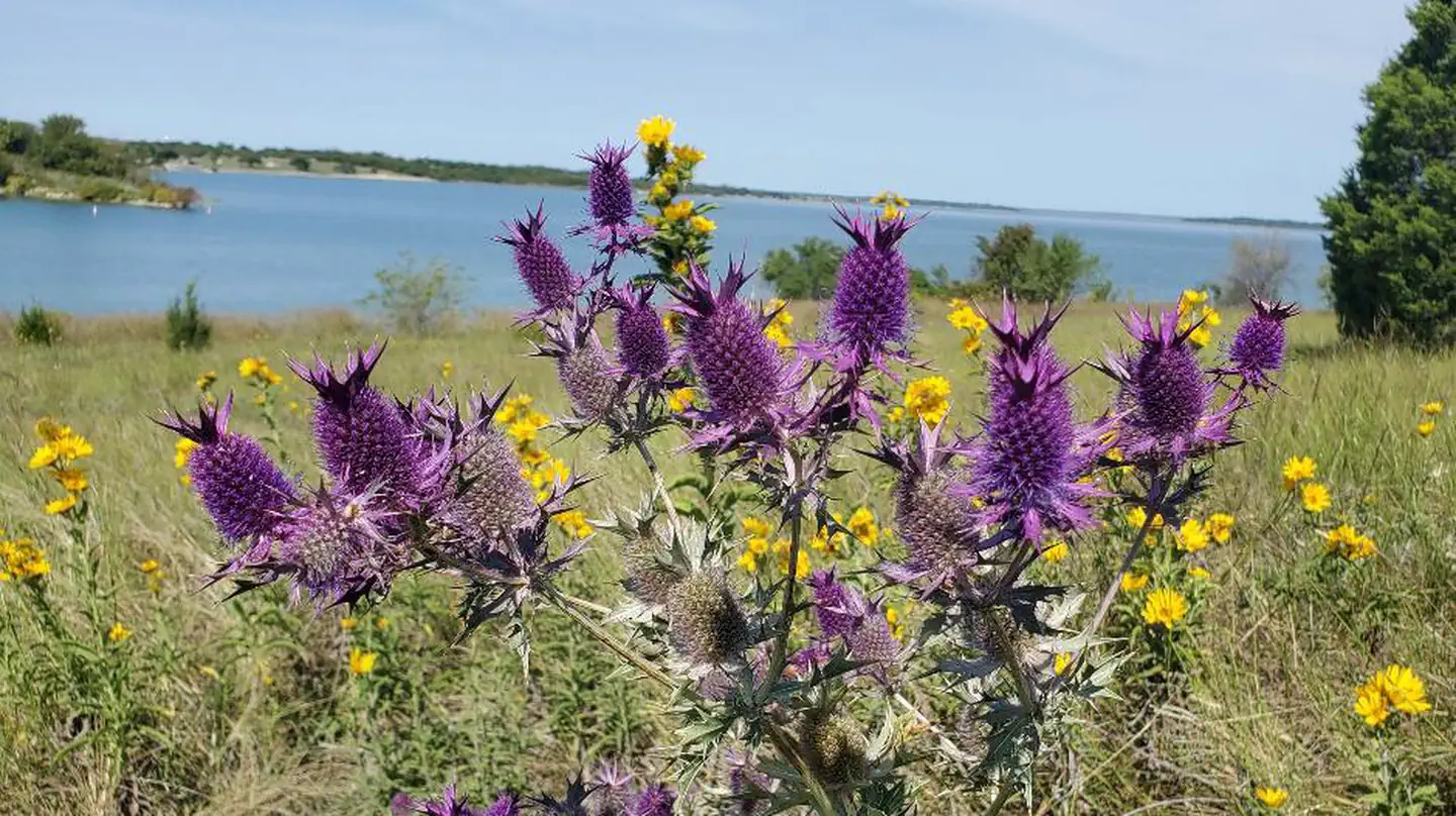 East Fork Park, Blackland Prairie, Leavenworth's Eryngo