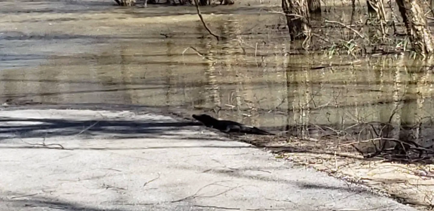 Small Alligator