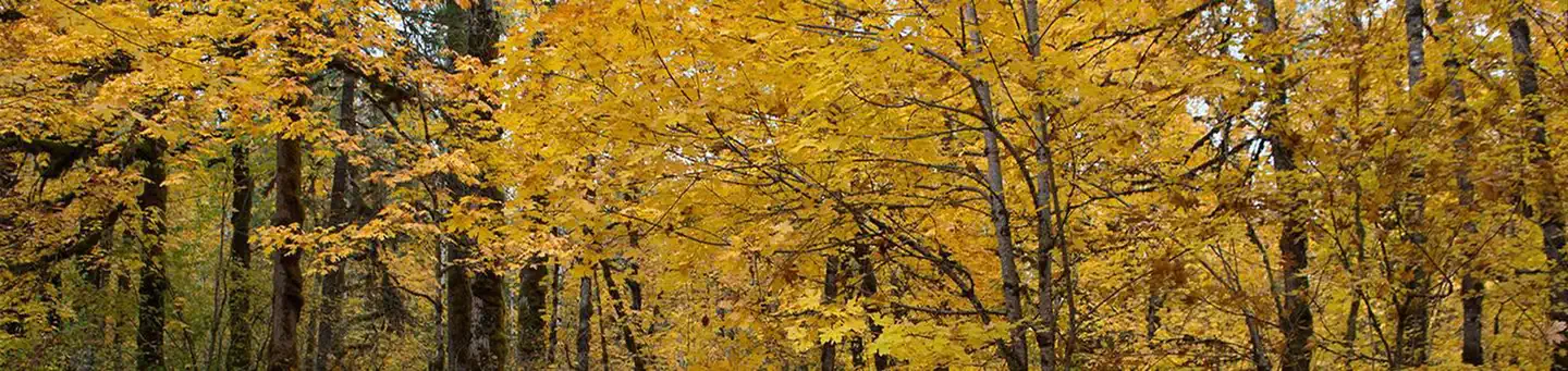 Beaver Campground