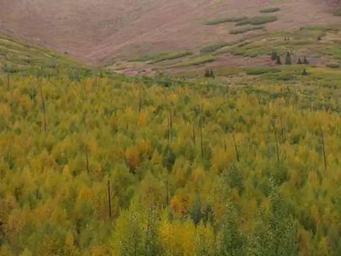 Chugach National Forest
