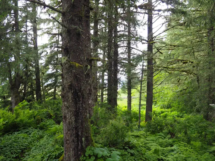 Trees and ferns