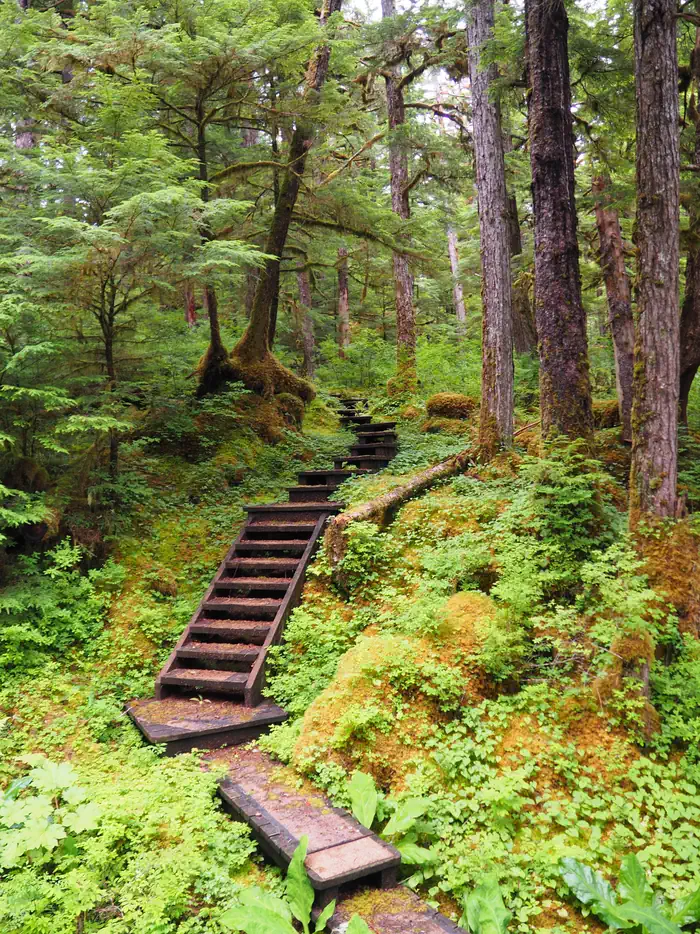 Wood steps forming a trail in trees with green undergrowth