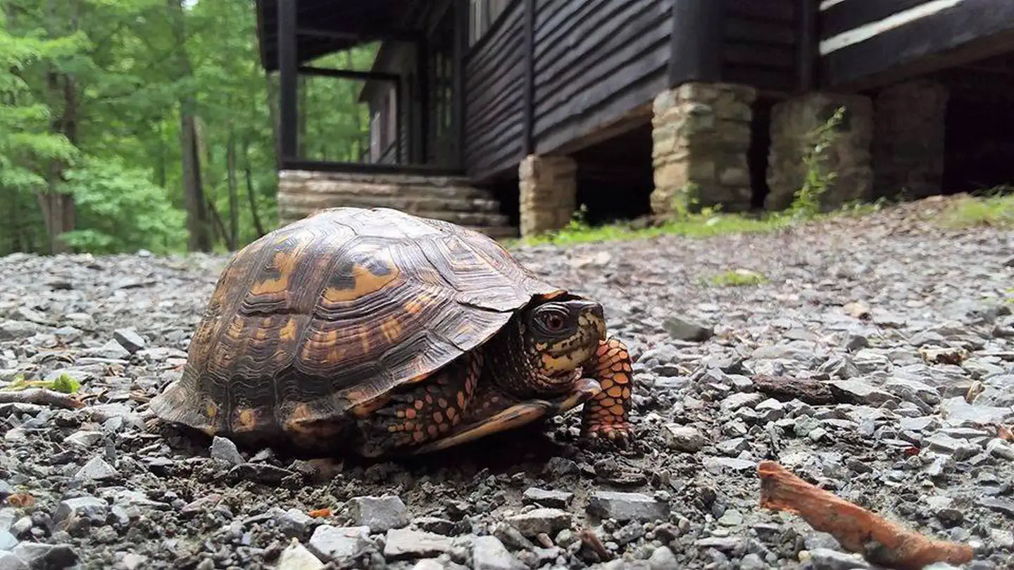 Close, ground level view of an Eastern box turtle.  American chestnut cabin and trees in the background.