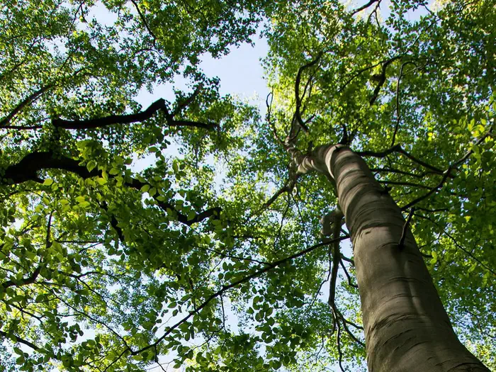 A photo of a blue sky taken from beneath the branches and leaves of an American Beech tree