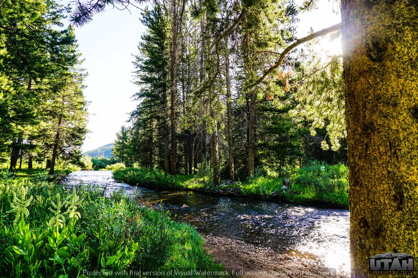 Sulphur Campground 2