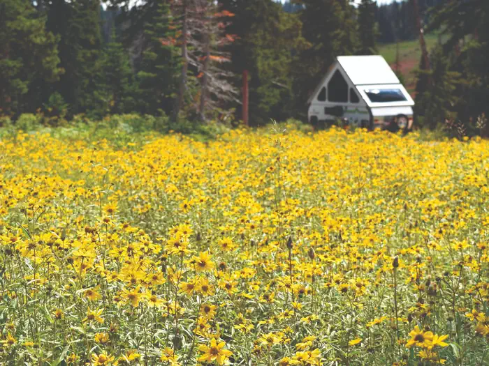 Meadow of yellow flowers and a triangle shaped camper trailer.