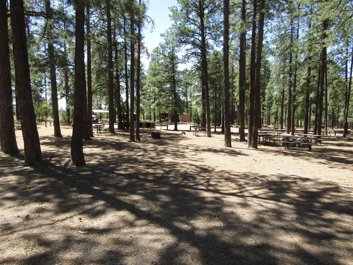 Picnic tables among pine trees