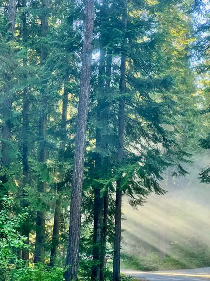 RILEY CREEK forest.