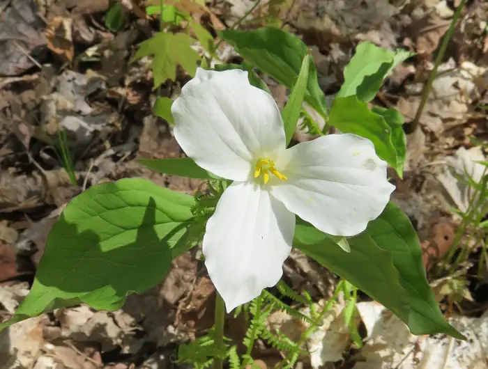 trillium
