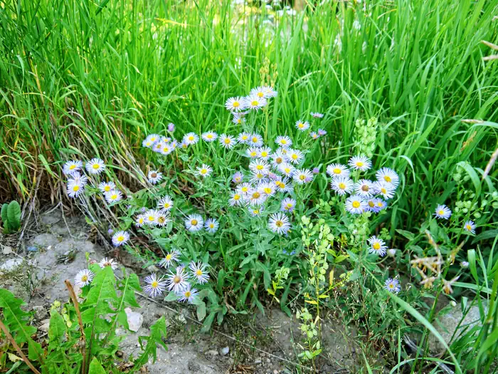 Purple flowers in tall grass