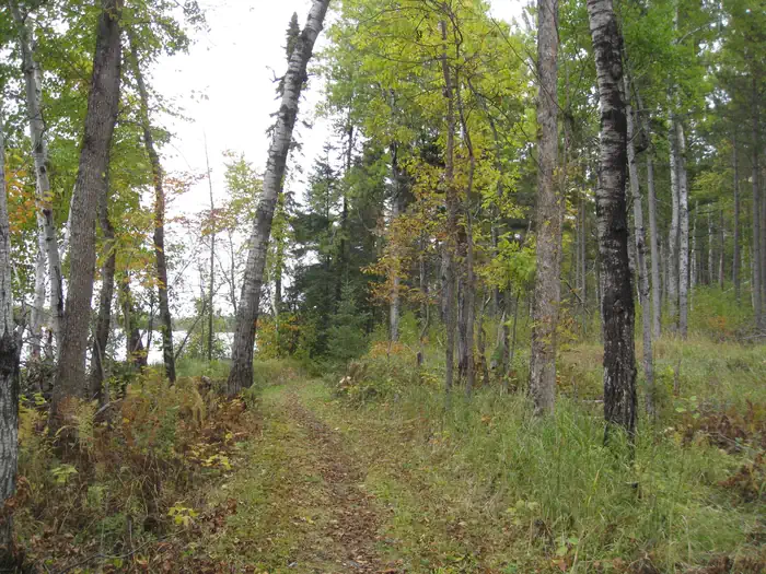 Picture of trail in the woods.