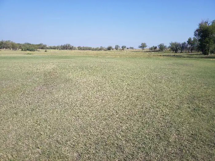 field