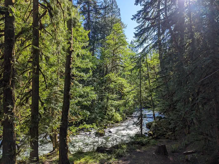 BUCK CREEK TREES