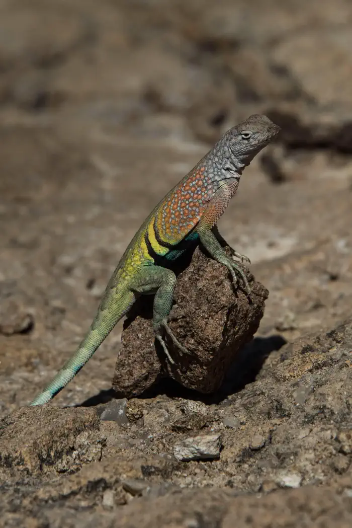Diverse Wildlife