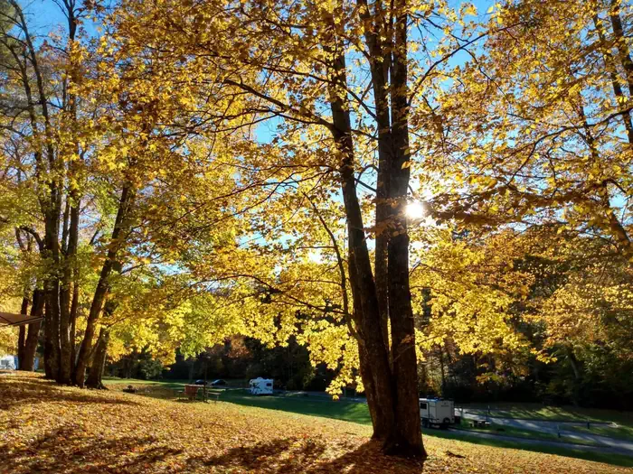 Fall colors on display in bright sunlight.