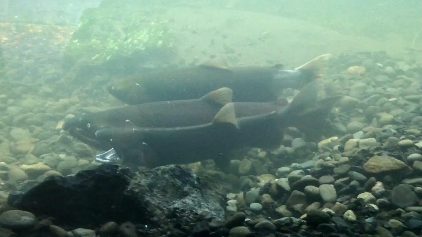 WILDWOOD RECREATION SITE