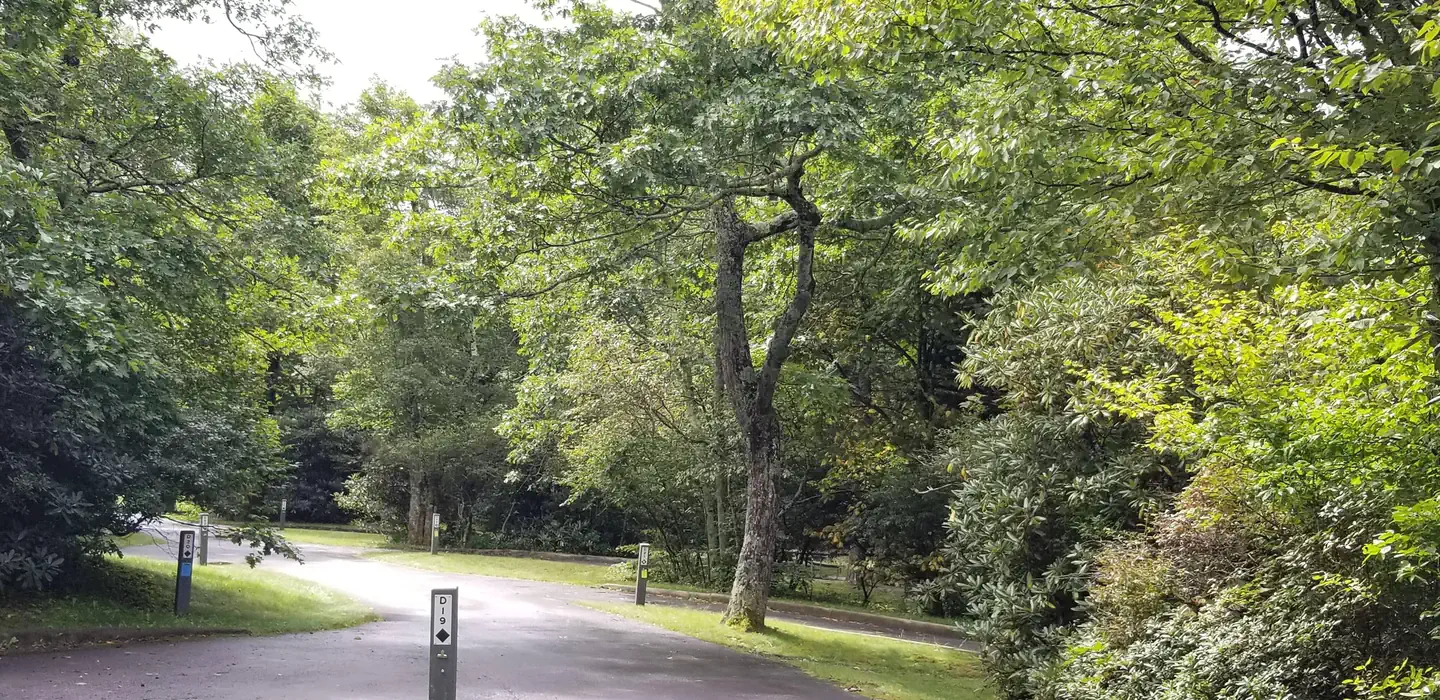 Tall trees help keep the campground cool.