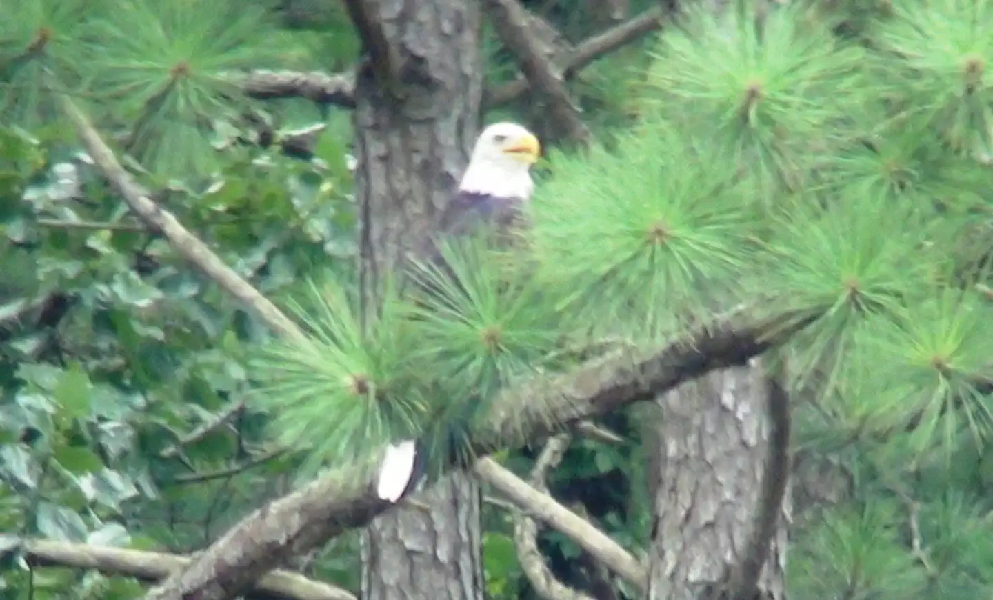 Dewey Lake offers a variety of opportunities for animal-lovers to watch the wildlife in their natural habitiats.  You may just spot a deer, elk, turkey, osprey, otters, or even the beautiful Bald Eagles.