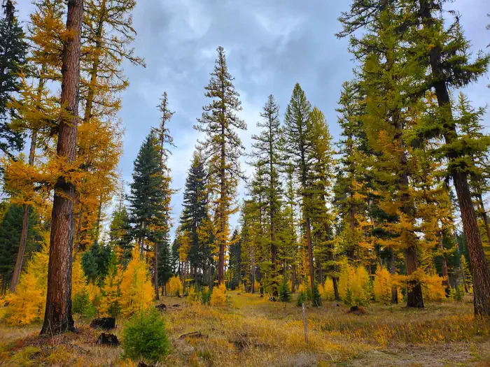 A forested area within Big Larch Campground. Western Larch trees can be seen displaying their gold needles in the fall.